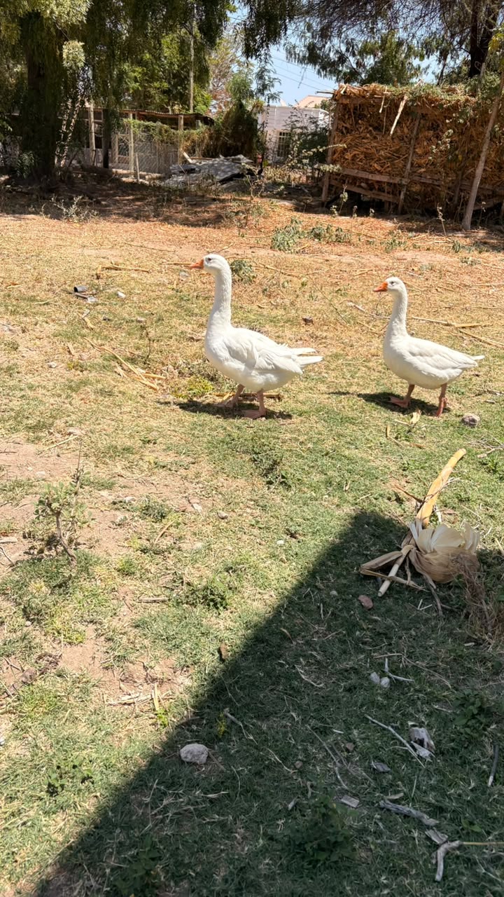 Mifugo na Kujifunza kwa Vitendo