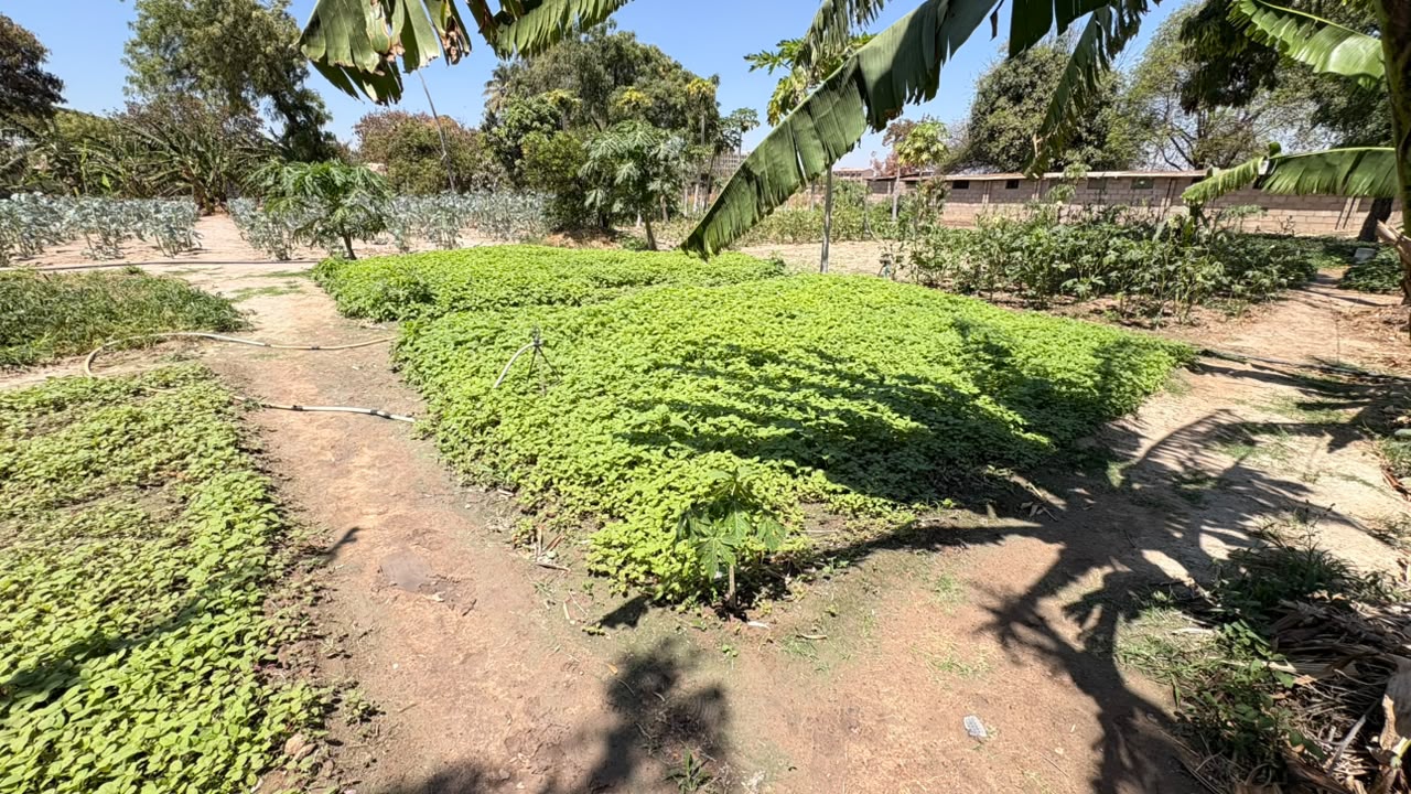 Bustani na mazingira / Gardens and environment